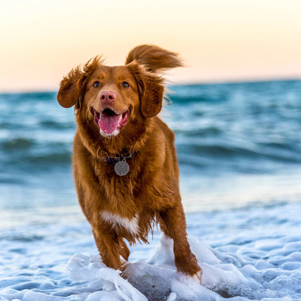 Abby Bowl™ Antioxidant Pet Water Bowl